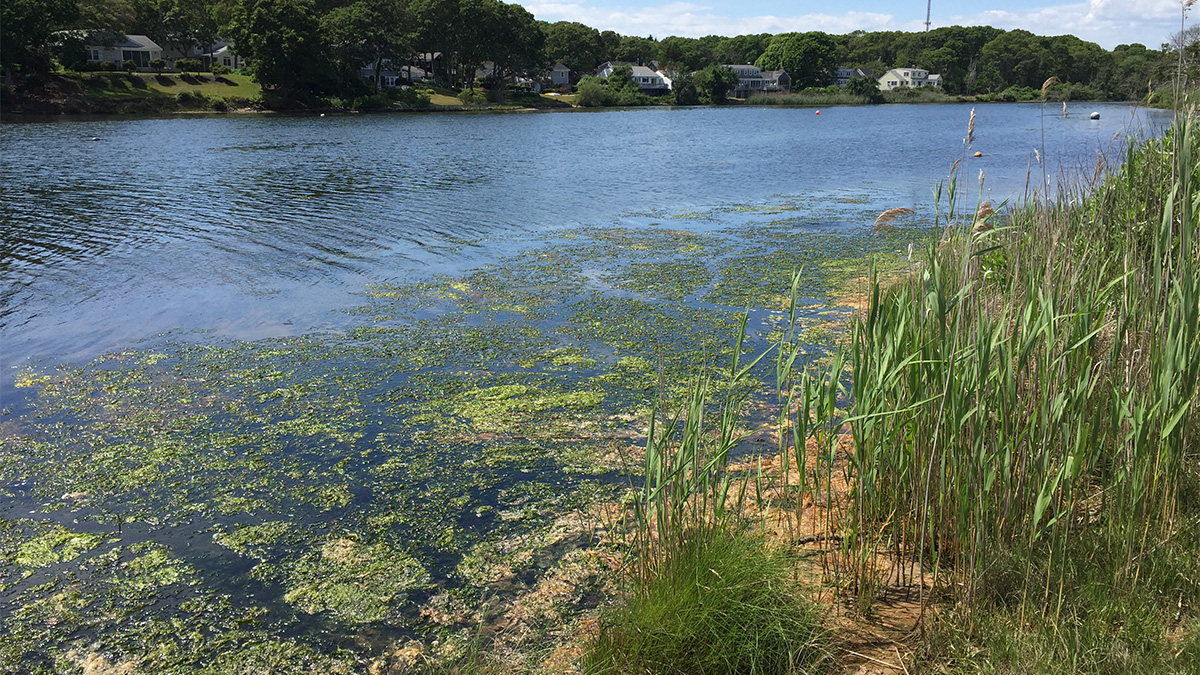 Despite Sewers, Nitrogen Still Polluting Little Pond Falmouth